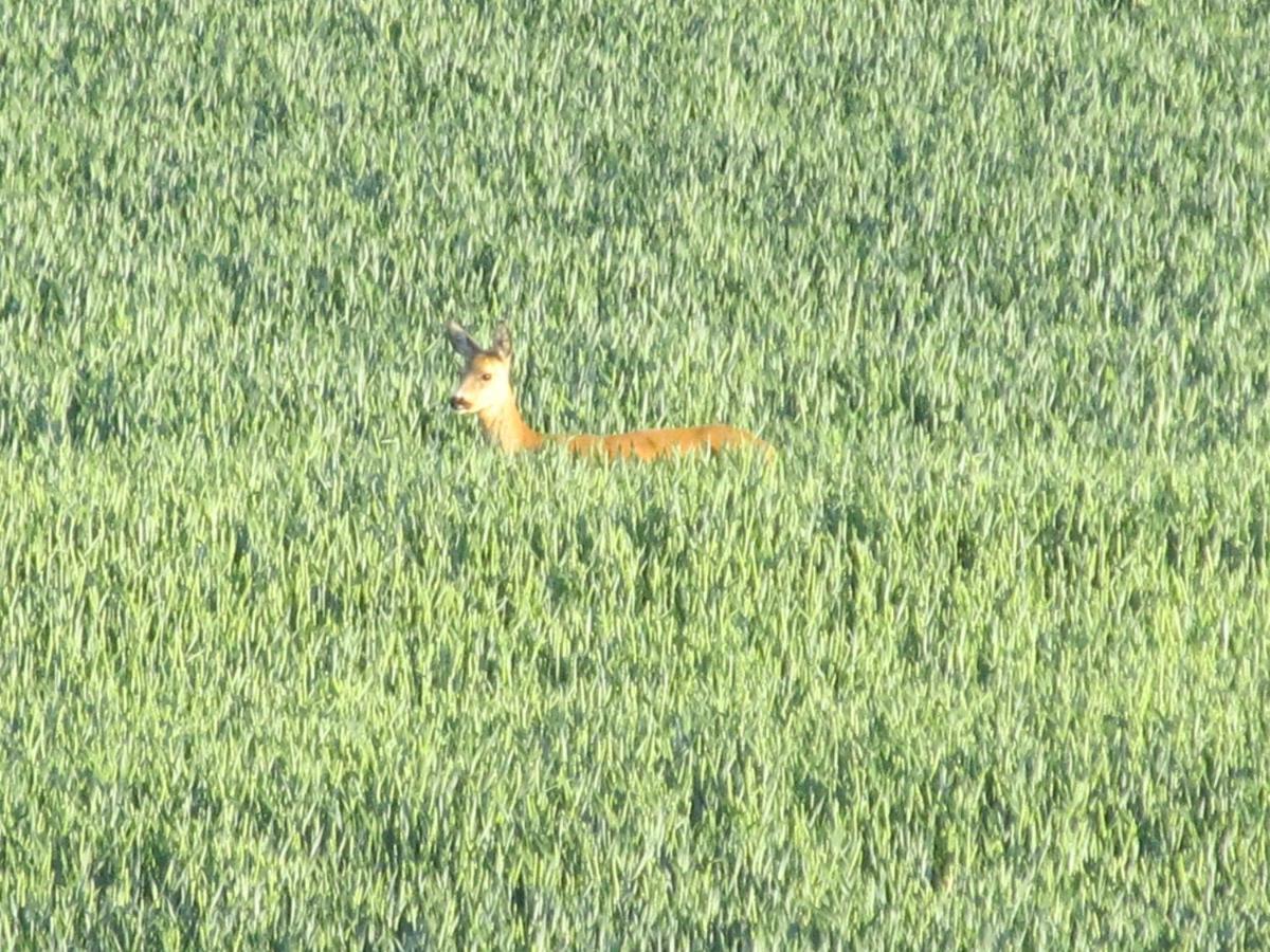 Zum Wiesengrund Im Oderbruch Altglietzen Exteriér fotografie